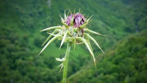 Animal-Face-Weed-Strain