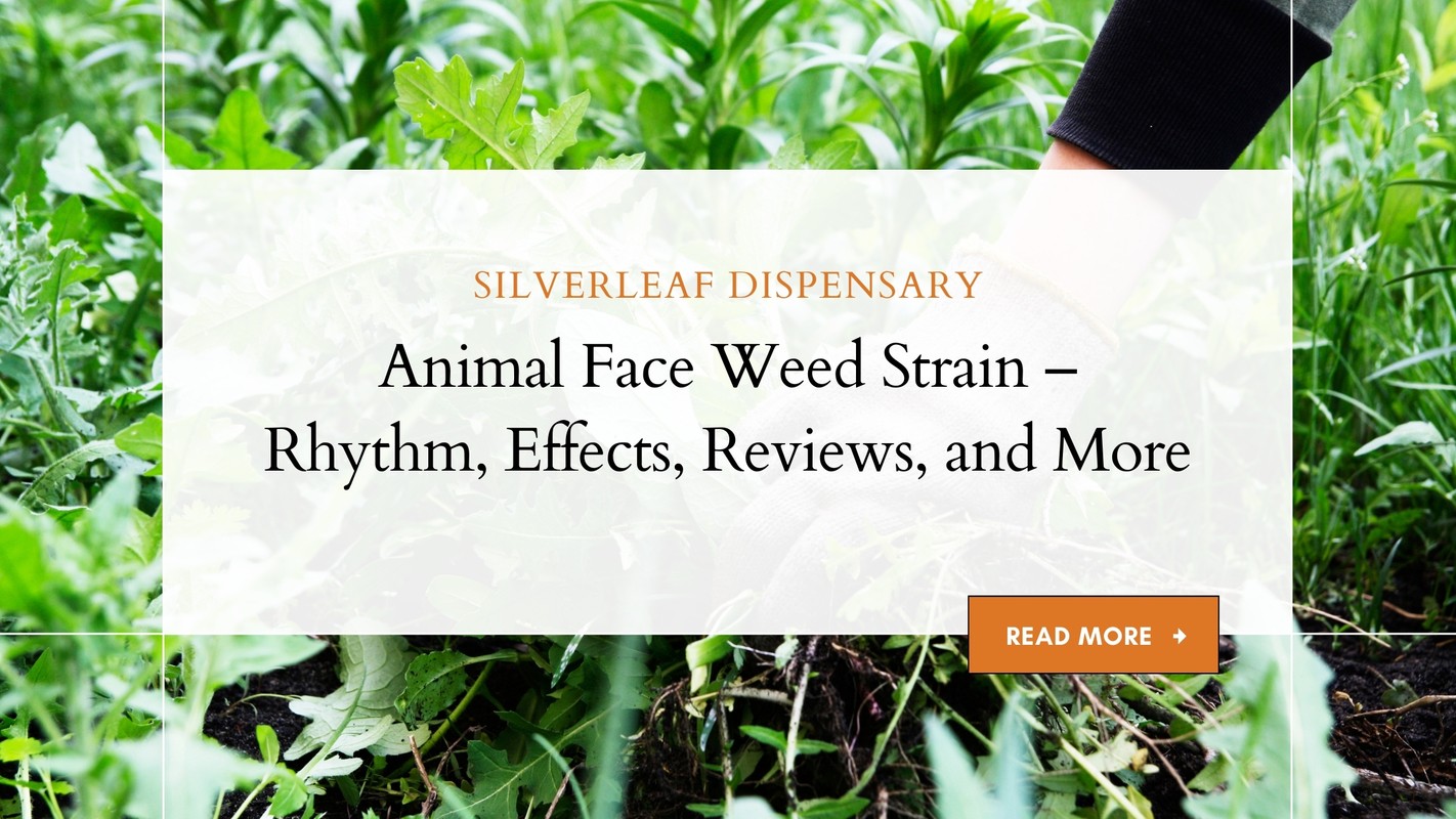 Animal Face Weed Strain – Rhythm, Effects, Reviews, and More