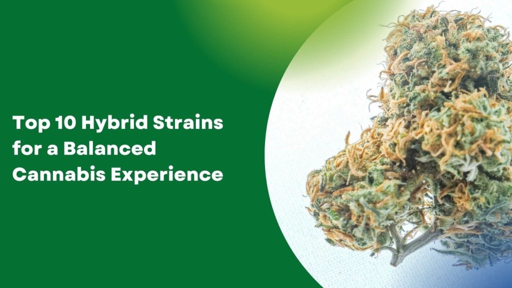 Top 10 Hybrid Strains for a Balanced Cannabis Experience