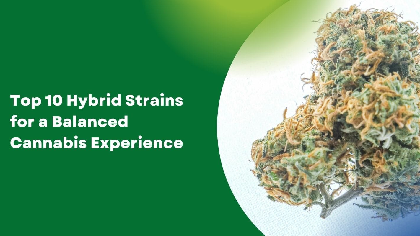 Top 10 Hybrid Strains