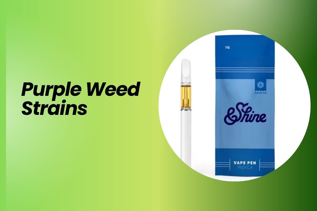 Purple Weed Strains