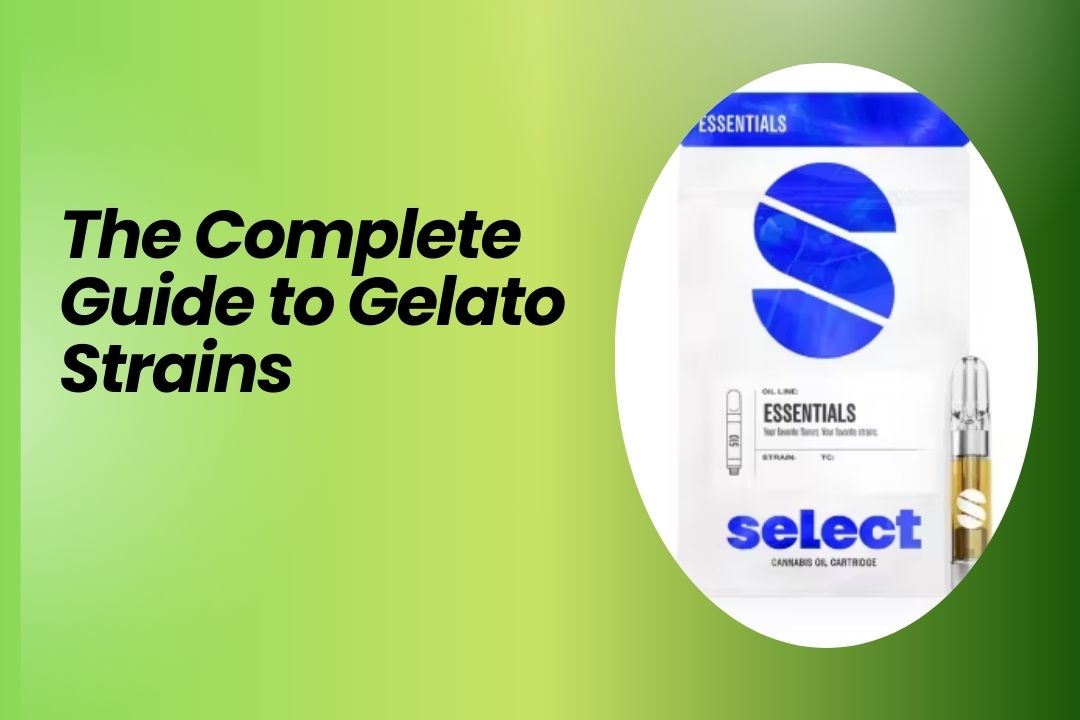 Gelato Strains