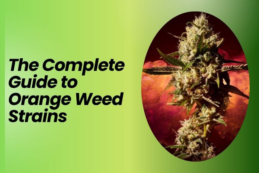 Best Orange Weed Strains: Complete Guide to Citrus Cannabis for Energy & Euphoria